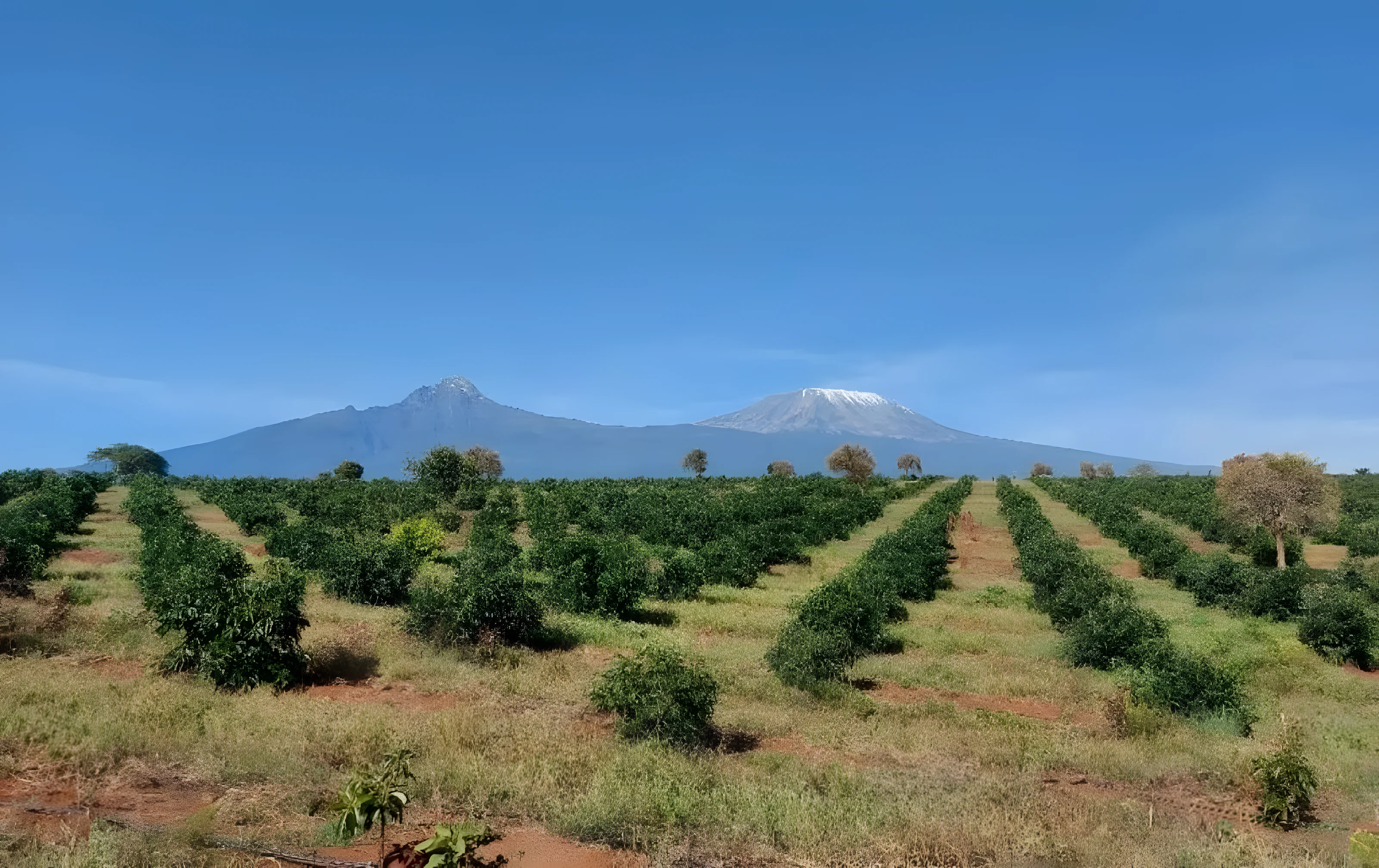Young avocado orchard rows with Mount Kilimanjaro on the horizon