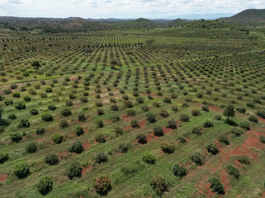 Aerial view of avocado orchard rows on red soil