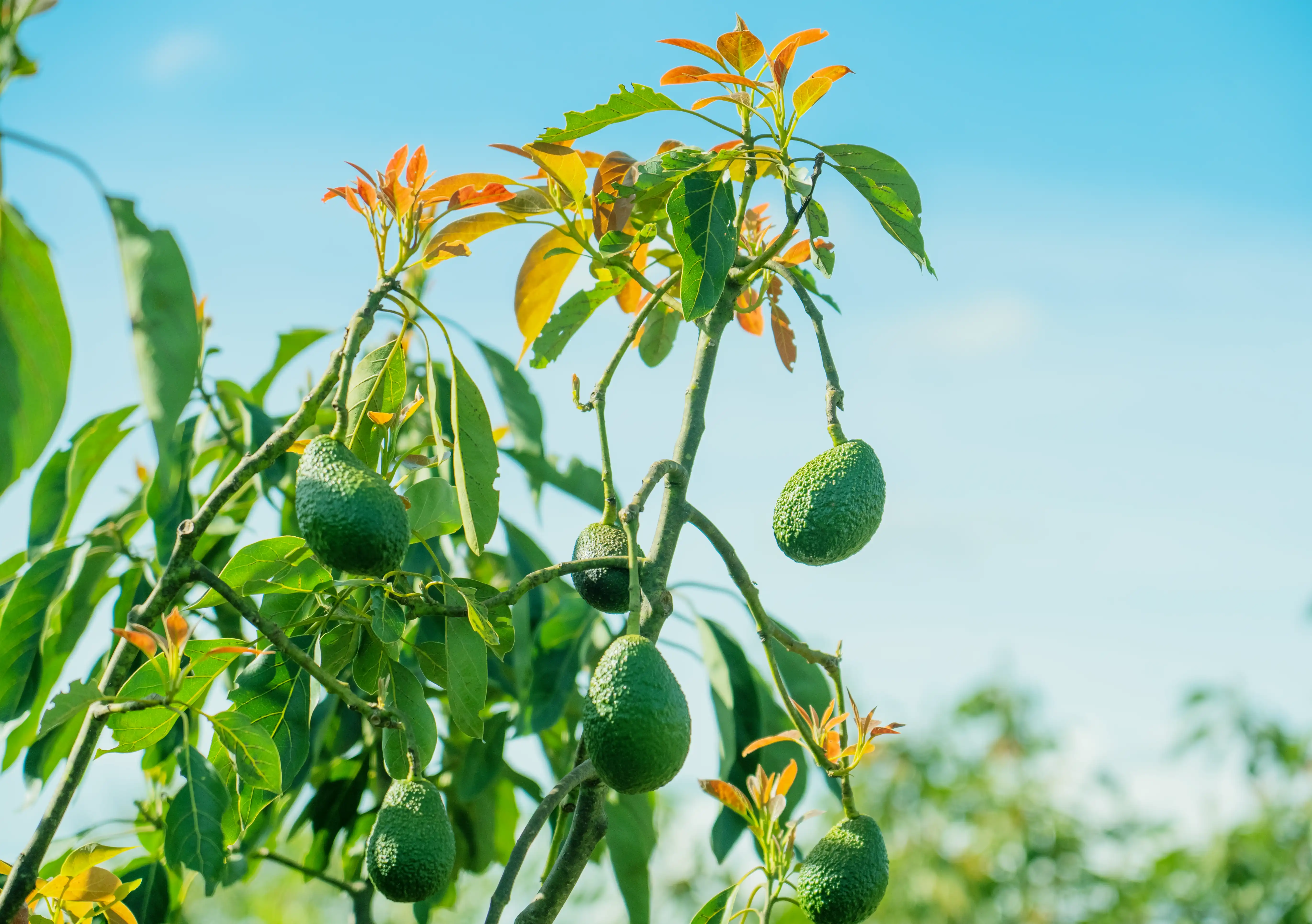 Hass avocados growing on fruiting branches against a blue sky