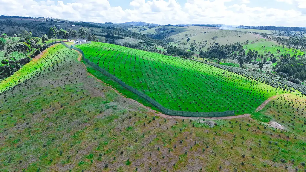 Drone view of a fenced, newly planted avocado block on a green hillside