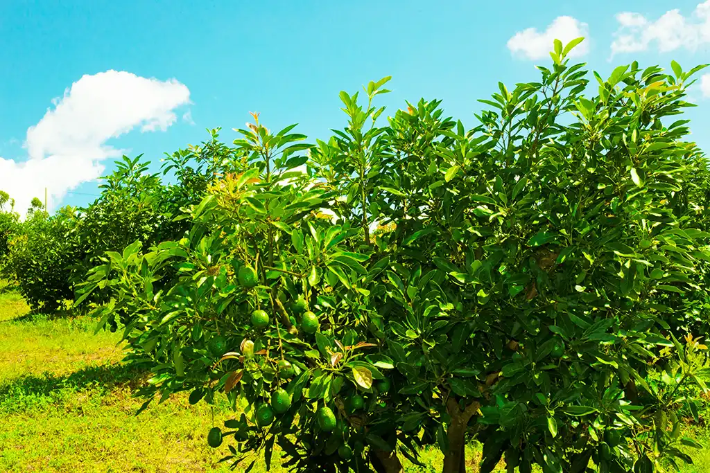 Avocado trees heavy with fruit under a blue sky