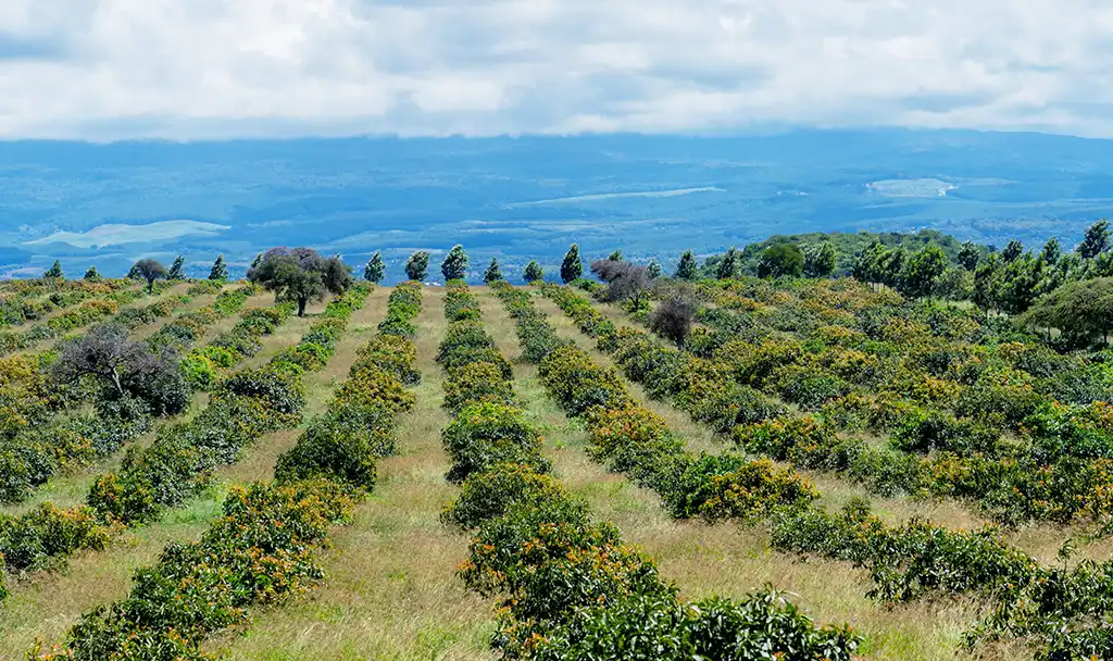 Rows of avocado trees on a hillside, with a valley and hills beyond