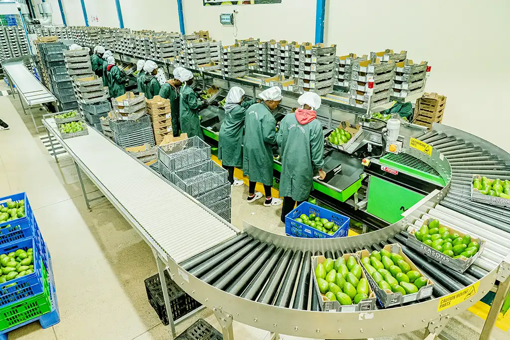 Workers sorting and grading avocados on the packhouse line