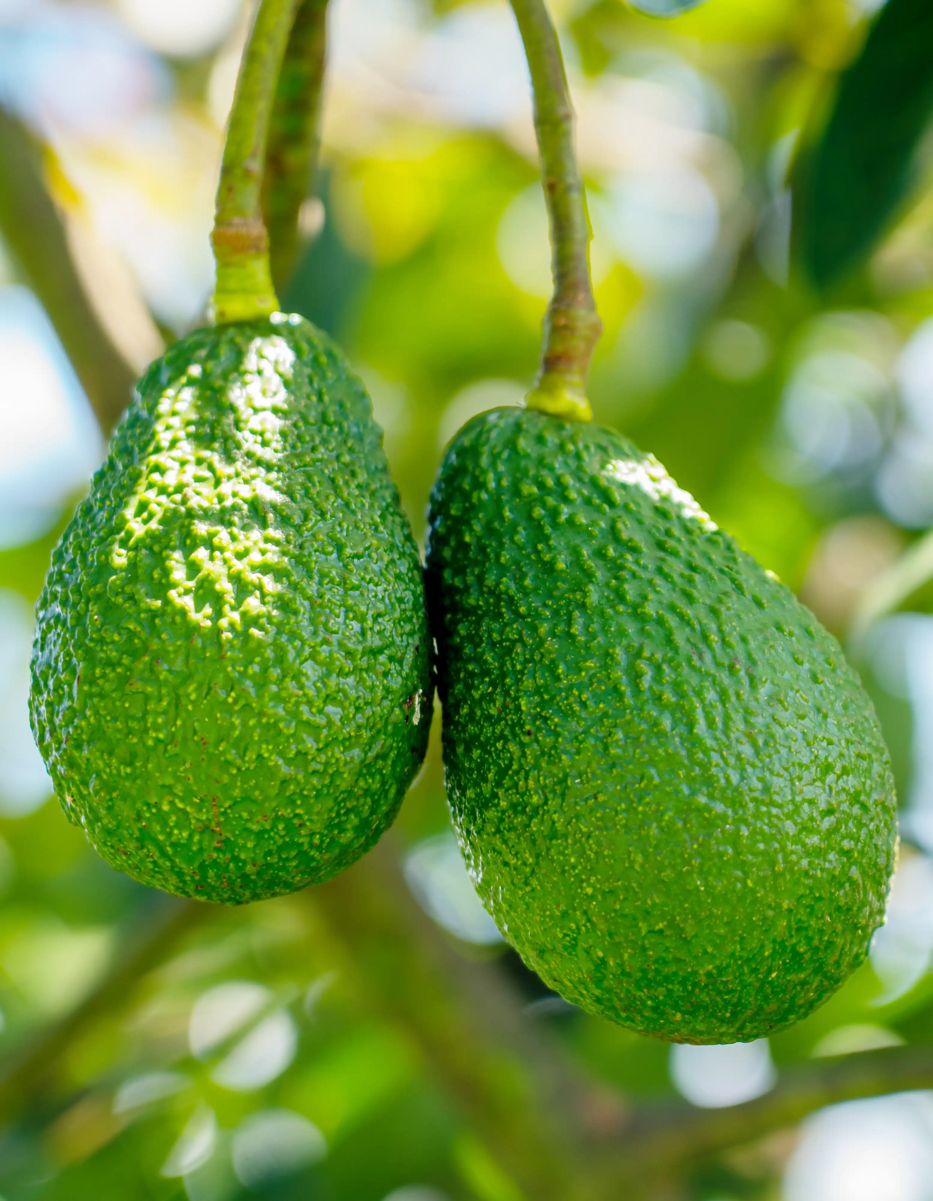 Two Hass avocados hanging side by side on the tree, pebbly green skin in sunlight, close up